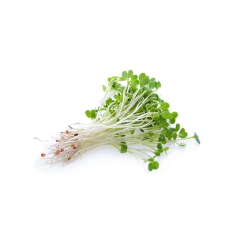 Alfalfa Sprouts 4Oz