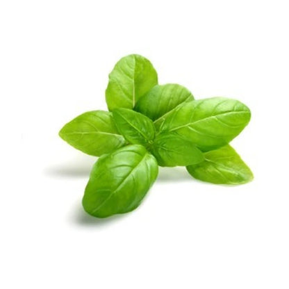 Qh Basil 35G