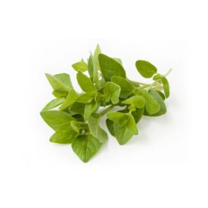 Qh Oregano 35G