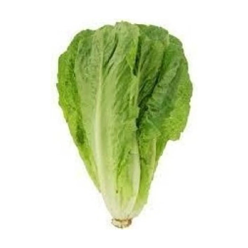 Romaine Lettuce Local Kg