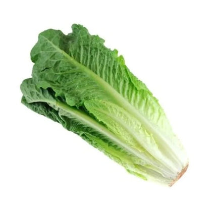 Lettuce Romaine 24:S