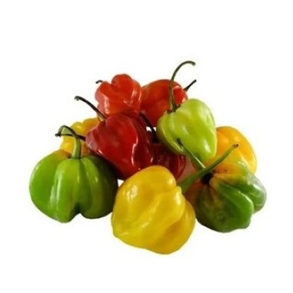 Hilo Whole Scotch Bonnet Pepper