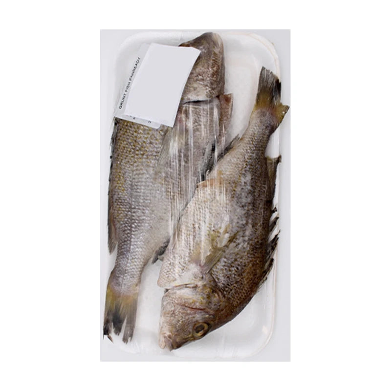 Grunt Fish Panready