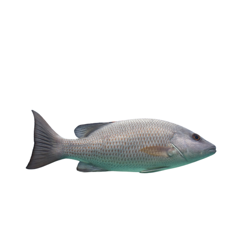 Grey Snapper Kg