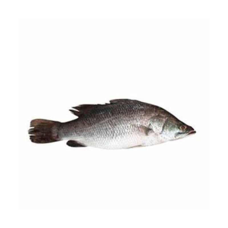 Silver Snapper Kg