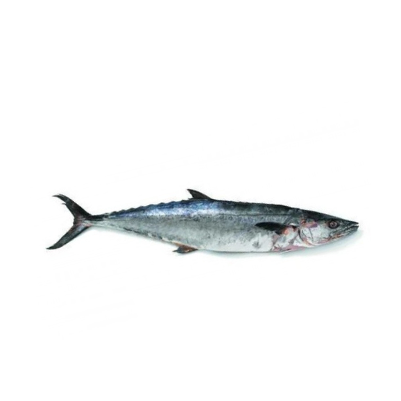King Fish Per Kg